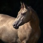 Vachtkleuren en kleurengenetica bij paarden